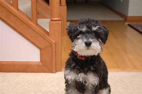 A Schnauzer Doodle Schnauzer And Poodle Mix So Cute But Not The Best