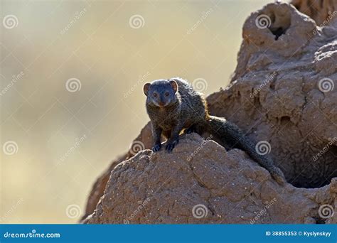 Mongoose stock image. Image of african, natural, wildlife - 38855353