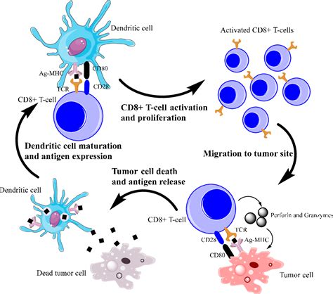 Figure From Mechanisms Of Intrinsic Tumor Resistance To Immunotherapy