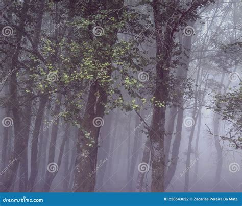 Floresta Nebulosa Luz Bela Foto De Stock Imagem De Mist Rio