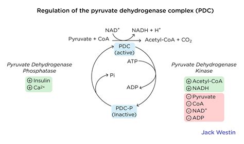 Acetyl Coa Production Citric Acid Cycle Mcat Content