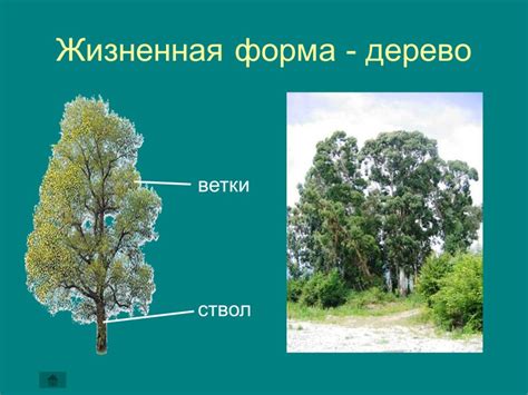 Презентация "Цветковые растения" (5 класс) по биологии – скачать проект
