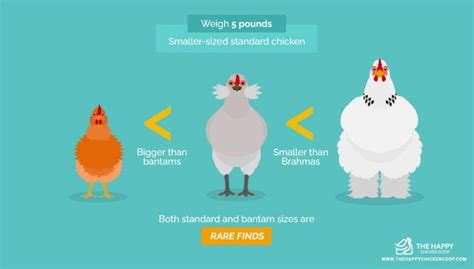 Everything You Need To Know About Araucana Chickens The Happy Chicken