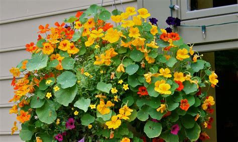 Garden Thymes: Cheery Nasturtiums