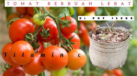 T Mat Berbuah Lebat Vitamin C Tanam Tomat Di Pot Sederhana Berbuah