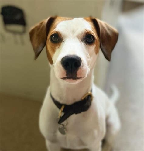 Jack Russell Beagle Mix 11 Things To Know About Jackabees Terrier Owner