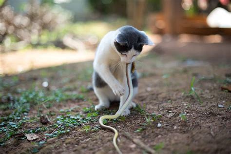 Do Cats Eat Snakes? The Answer Might Surprise You!