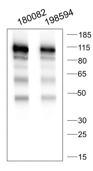 Addgene Antibody Anti Psd K R Chimeric