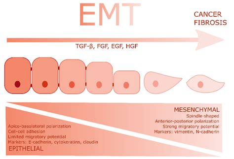 Epithelial To Mesenchymal Transition Tgfβ And Growth Factors Induce