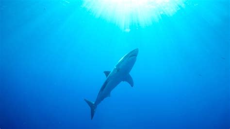 Great White Sharks Swim Under Surfers In Drone Footage Mens Journal