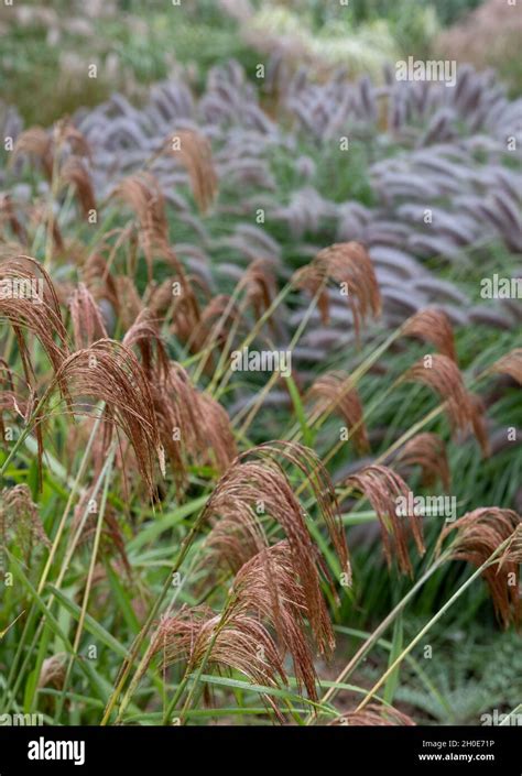 Deciduous Ornamental Grass By The Name Miscanthus Nepalensis Or Himalayan Fairy Grass