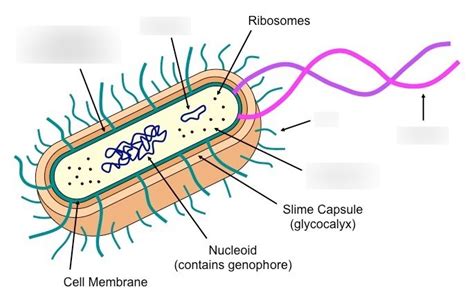 Prokaryote Structure Diagram Quizlet