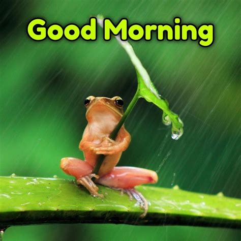 Good Morning Rain Frog Images Good Morning Pictures Wishgoodmorning