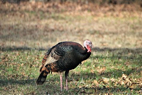 Wild Turkey Asleep Standing Up Free Stock Photo Public Domain Pictures