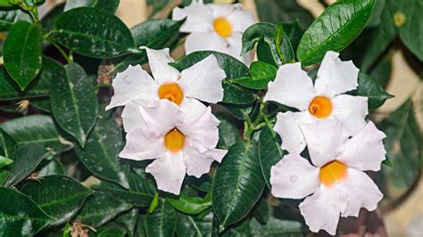 Mandevilla Complete Planting Growing And Care Guide