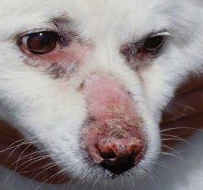 Canine Discoid Lupus Erythematosus Treatment - Vet Skin and Ear