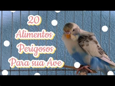 OS 20 ALIMENTOS PERIGOSOS PARA SUA AVE Amando Pássaros YouTube