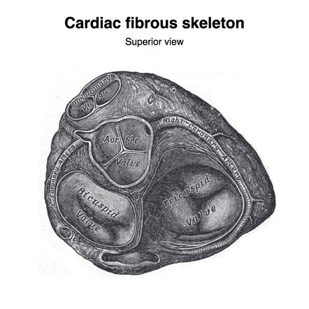 Cardiac fibrous skeleton (Gray's illustration) | Radiology Case | Radiopaedia.org