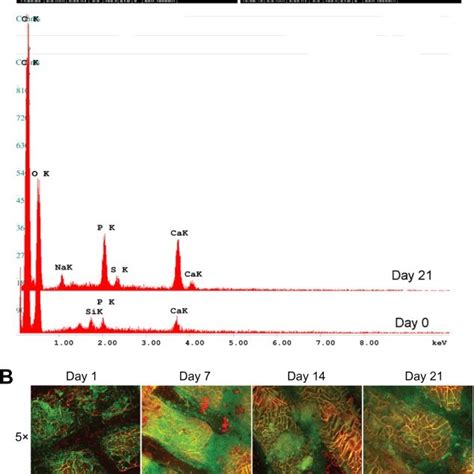 Osteogenic Differentiation And Mineralization Of Cellular Scaffolds Download Scientific