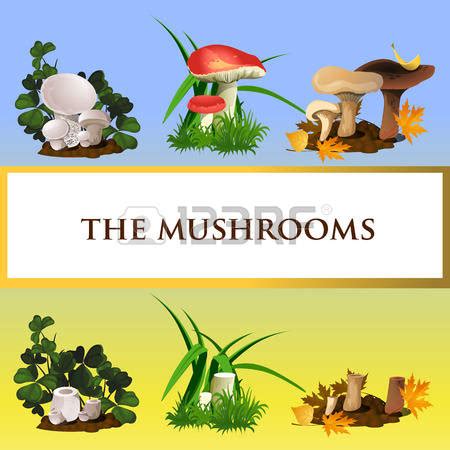 Mycology clipart 20 free Cliparts | Download images on Clipground 2024