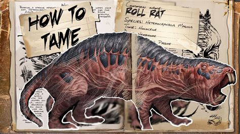 Ark Survival Evolved How To Tame Roll Rat Youtube