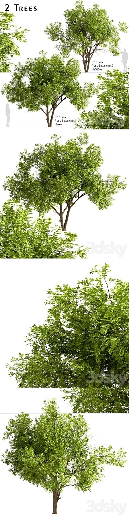 Set Of Robinia Pseudoacacia Trees Black Locust 2 Trees Down3Dmodels