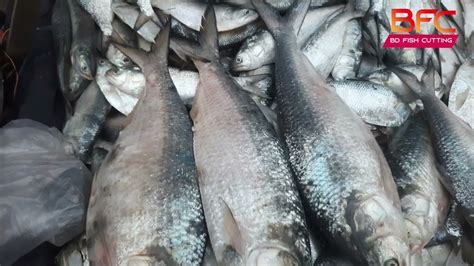 Hilsa Fish Price Hilsa Fish Bd Price Cheap Rate Hilsa Fish Big