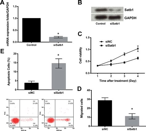 Figure 1 From Satb1 Promotes Schwann Cell Viability And Migration Via