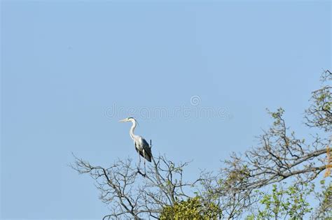 Garza Que Vadea Soportes En Agua Y Pescados De Las Capturas Foto De