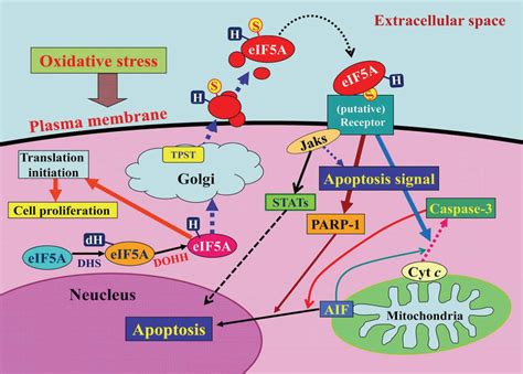 A Model For The Mechanism By Which Oxidative Stress Induces Apoptosis