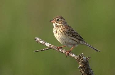 Vesper Sparrow - Photo, facts, and identification tips