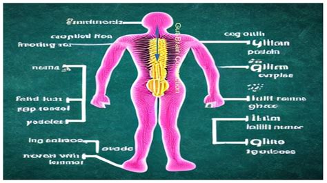 Unveiling The Gut Brain Connection How Gut Inflammation Might