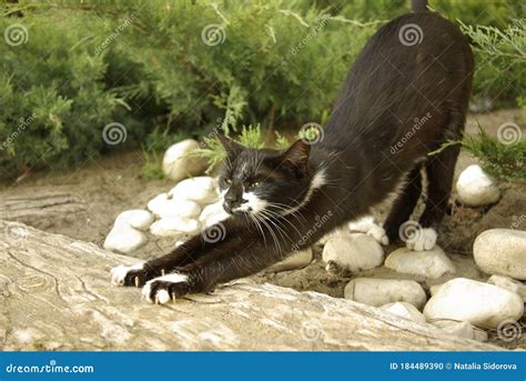 Gato Preto Afia Suas Garras Foto De Stock Imagem De Bigode Nave