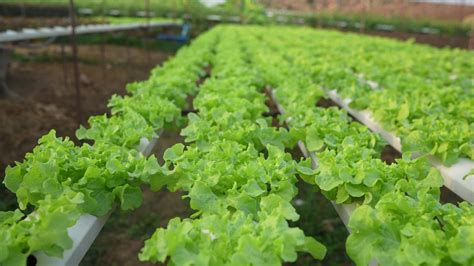 Hydroponic Vegetables Growing Inside A Greenhouse Fresh Organic