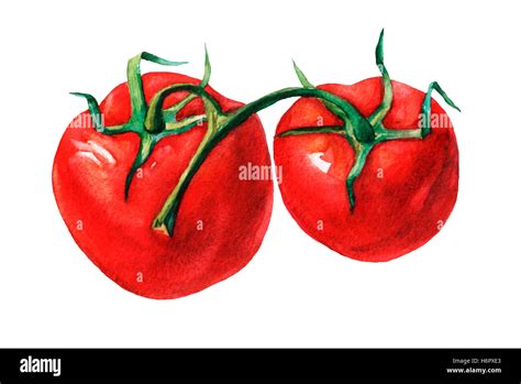 Tomato Hand Drawn Watercolor Painting On White Background Stock Photo