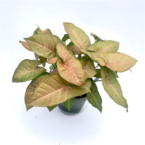 Syngonium podophyllum 'Berry Allusion' (Pink Arrowhead) – Vern Goers