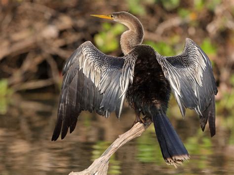 10 Species of Black Birds in Florida - Sonoma Birding