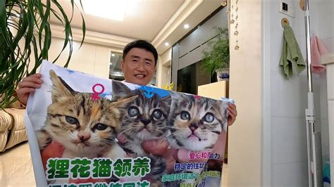 带流浪猫来医院，给3只小奶猫找领养，医生一句话，心凉了半截 Youtube