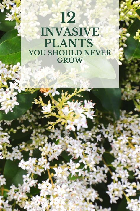 White Flowers With Green Leaves In The Background And Text Overlay That Reads 12 Unusual Plants