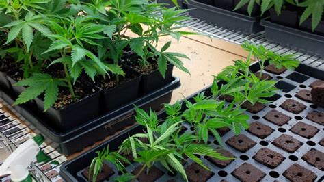 The Basics Of Growing Cannabis Clones Coal Seq