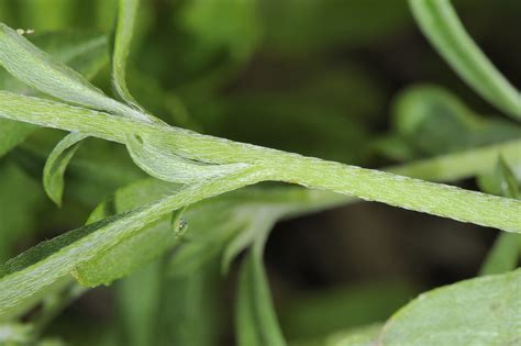 Euploca Euploca Procumbens Flickr