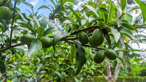 Avocado Tree Care And Growing Guide Expert Tips For Success