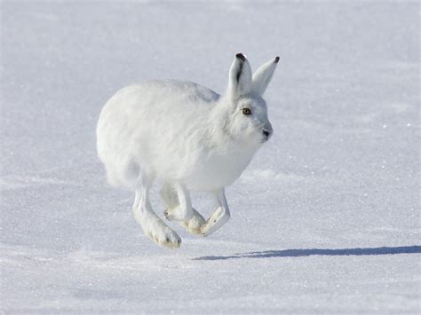 Arctic Hare | The Biggest Animals Kingdom