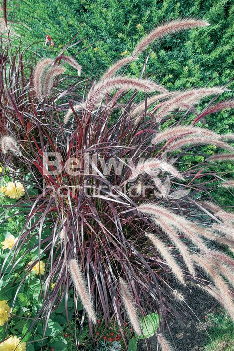 Pennisetum setaceum ‘Rubrum’ - Norview Gardens Ltd.
