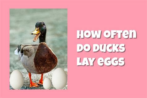 How Often Do Ducks Lay Eggs A Complete Guide To Duck Egg Laying Habits