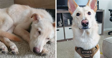 People Share 30 Pics Of Their Dogs Before And After Being Rescued, And ...