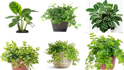 Choosing Indoor Plants For Your Home Updated Guide 2024