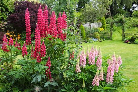 Planting Lupins In The Garden Location Soil Care Myhomebook