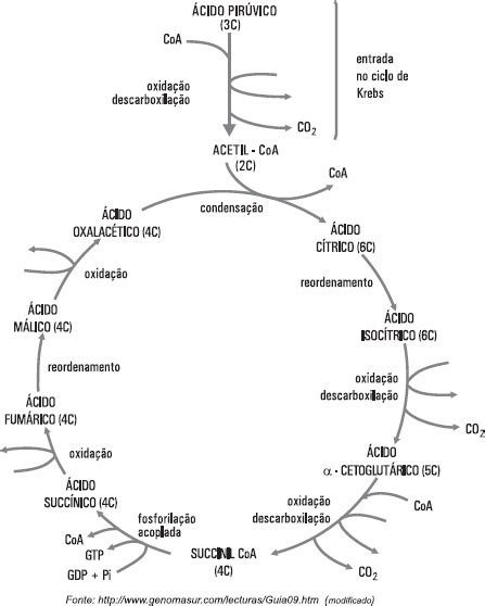 Facisa Para Se Completar O Ciclo De Krebs Processo Metab Lico