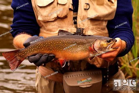 Fly Fishing For Spring Brook Trout In Algonquin Park Ontario Canada